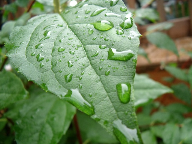 39062_10150222687345472_6534173_n-640x480 Dew Leaf