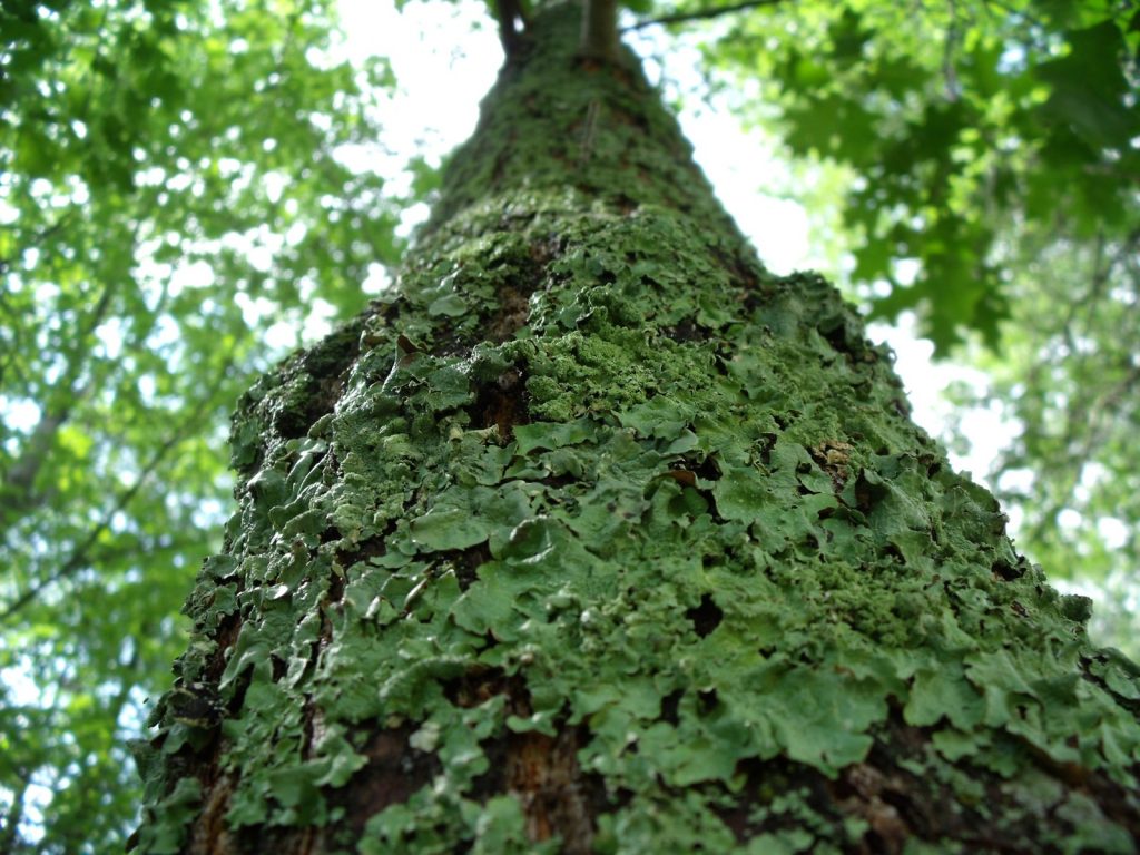 dscf3539 Lichen Tree